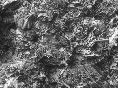 Eggshell with salts, 150x SEM image